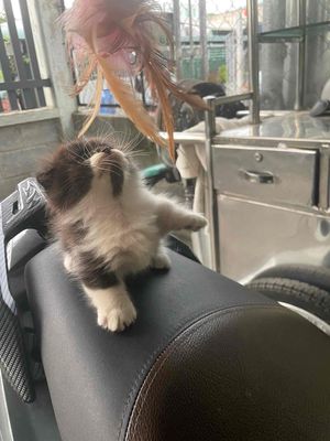 Cần gả gấp, bé mèo chân lùn ú nu.. Mua bán Mèo tại Quận Tân Phú Tp Hồ Chí Minh được đăng bởi Lâm Khoa