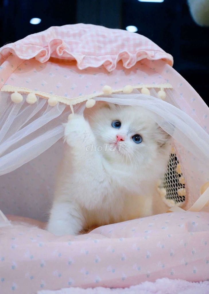 Mèo Ragdoll siêu xinh đẹp như tranh vẽ. Mua bán Mèo tại Thành phố Thủ Đức Tp Hồ Chí Minh được đăng bởi Âu Minh Huy hình 1