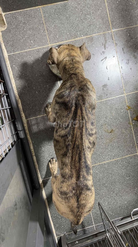 Chó Phú Quốc vện đực thông minh. Mua bán Chó tại Quận 12 Tp Hồ Chí Minh được đăng bởi QB SHOP PETS hình 1