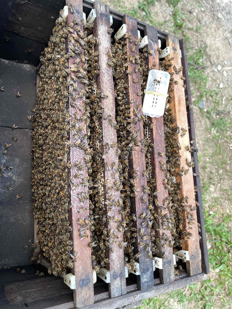 Ong ngoại Miền Tây năng suất cao. Mua bán Thú cưng khác tại Huyện Giồng Trôm Bến Tre được đăng bởi NDL hình 1