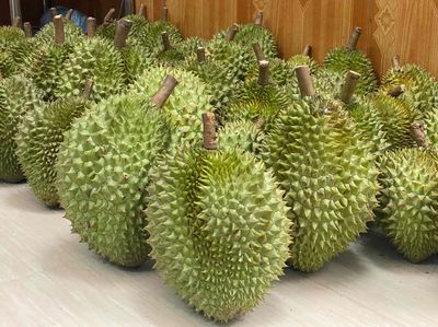 Sầu riêng Ri 6 Loại 1. Mua bán Đồ ăn, thực phẩm và các loại khác tại Thành phố Nam Định Nam Định được đăng bởi Quốc Trinh