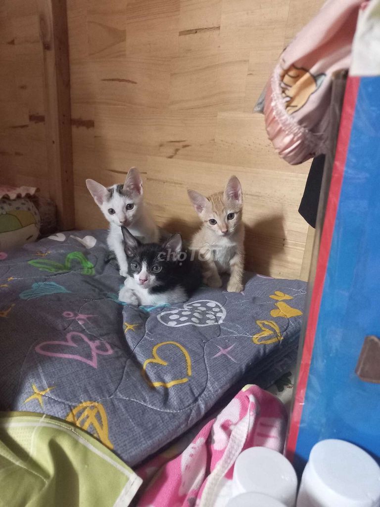 Mèo con tặng. Mua bán Mèo tại Quận 5 Tp Hồ Chí Minh được đăng bởi Chi Tam hình 1
