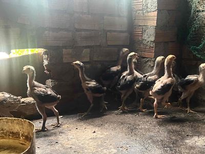 25 con gà đòn rặc giống. Mua bán Gà tại Quận 12 Tp Hồ Chí Minh được đăng bởi Gà Nhã Phương