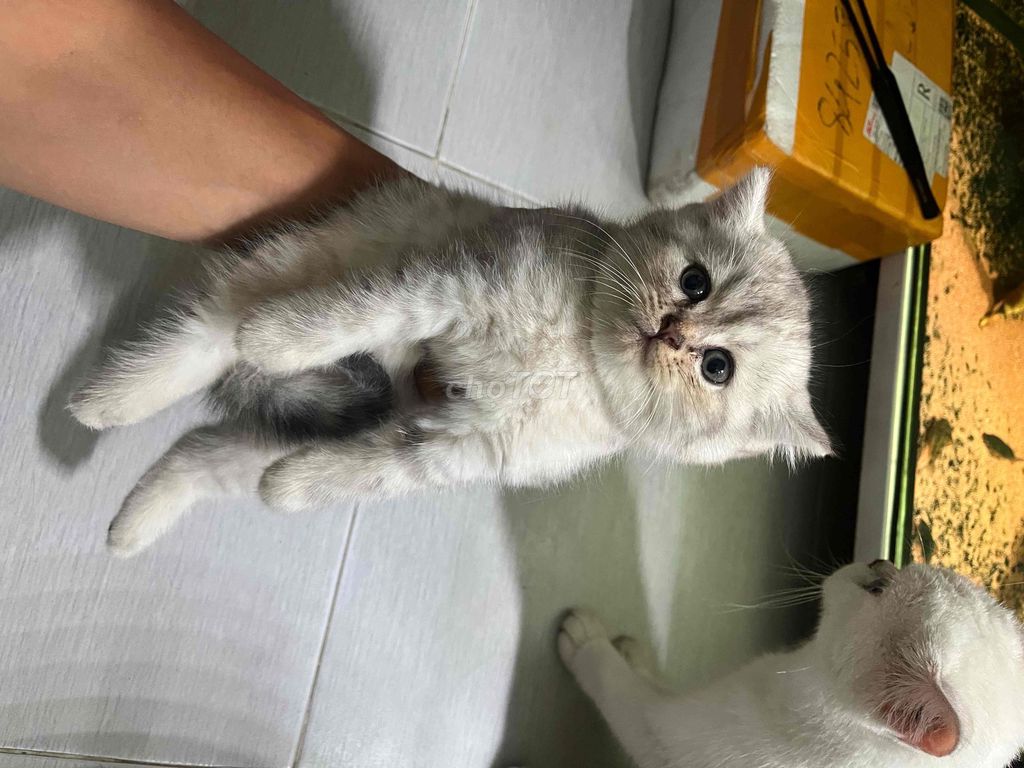 Mèo Trắng xám. Mua bán Mèo tại Quận Phú Nhuận Tp Hồ Chí Minh được đăng bởi Nphlong hình 1