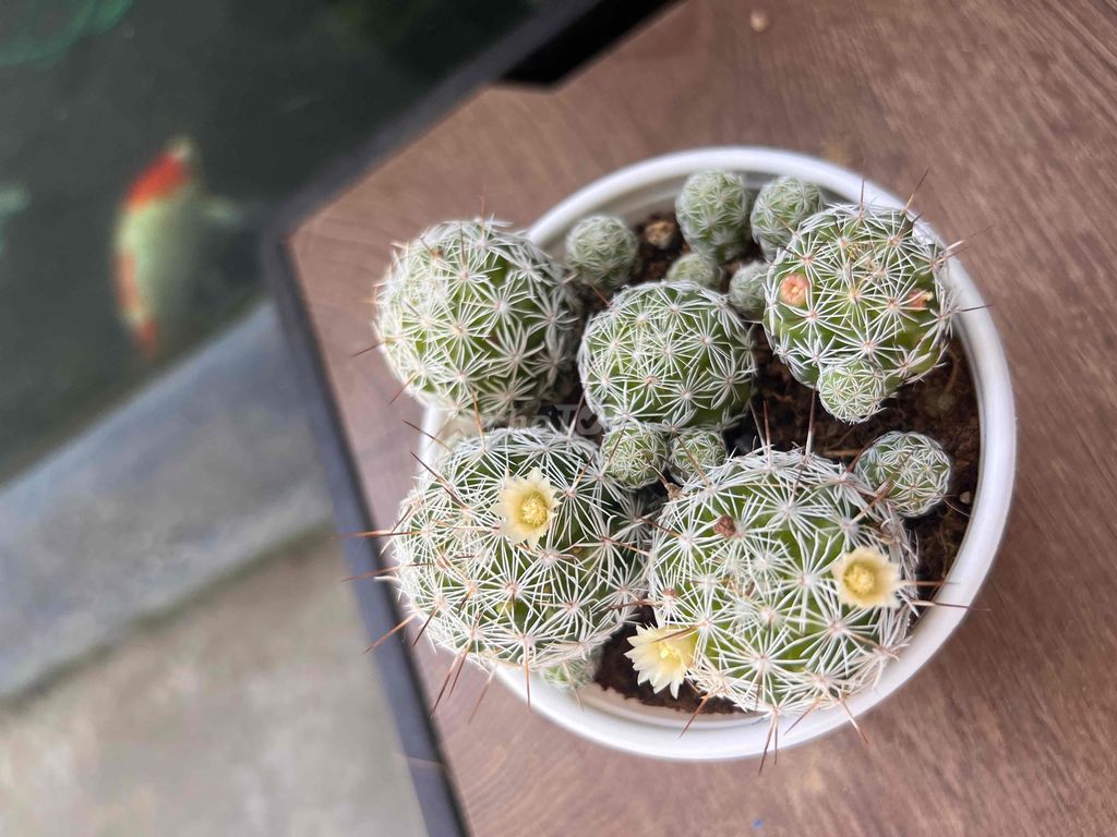Xương rồng trứng chim. Mua bán Cây cảnh, đồ trang trí tại Thành phố Nha Trang Khánh Hòa được đăng bởi Vi hình 1