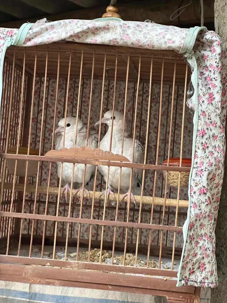 Chim Cu pháp Trắng Khỏe mạnh. Mua bán Chim tại Huyện Phú Xuyên Hà Nội được đăng bởi Thanh nguyen hình 1