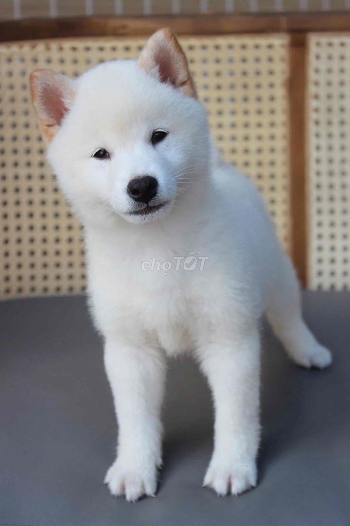 Chó Shiba Nhật bản tìm nhà mới. Mua bán Chó tại Thành phố Thủ Đức Tp Hồ Chí Minh được đăng bởi Phạm trung hình 1