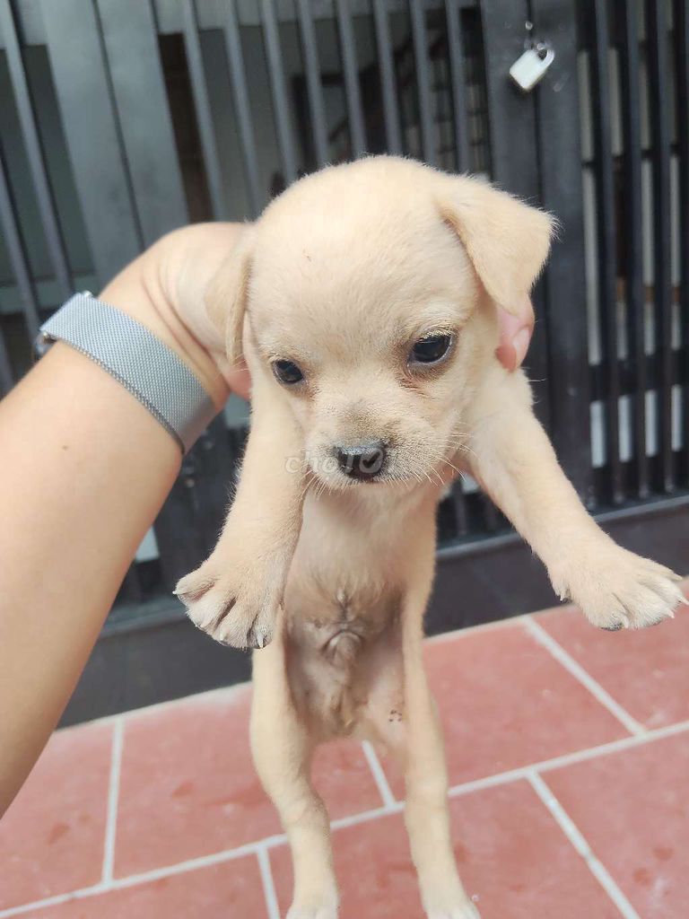 Chó Poodle lai phốc gần 2 tháng. Mua bán Chó tại Huyện Thanh Trì Hà Nội được đăng bởi Vũ Hồng Thái hình 1