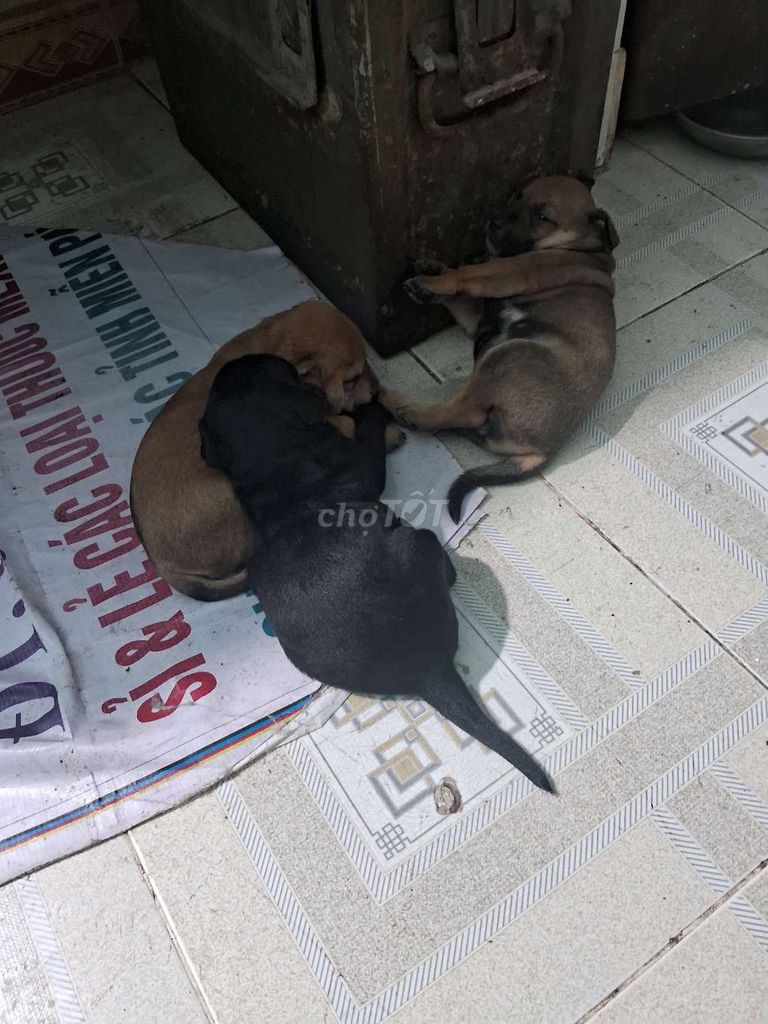 Chó con Đen Nâu. Mua bán Chó tại Huyện Nhơn Trạch Đồng Nai được đăng bởi Nguyễn Hùng hình 1