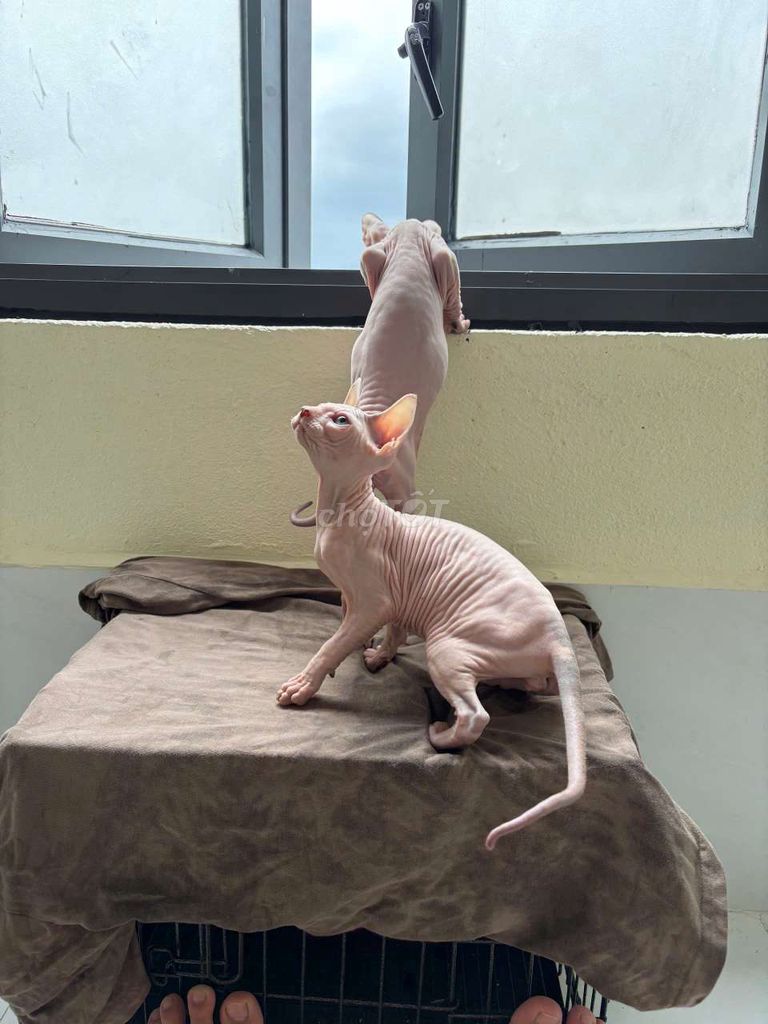 Cần tìm chủ cho bầy mèo Sphynx nhà đẻ