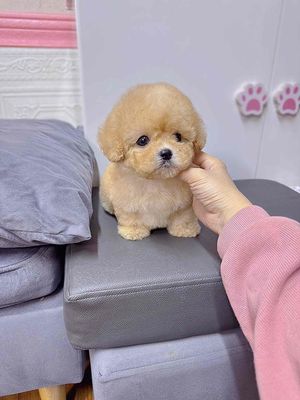 💕Poodle Xinh 💕 Từ 2 Triệu ạ. Mua bán Chó tại Quận Bình Tân Tp Hồ Chí Minh được đăng bởi Cậu Bé Bán Chó 