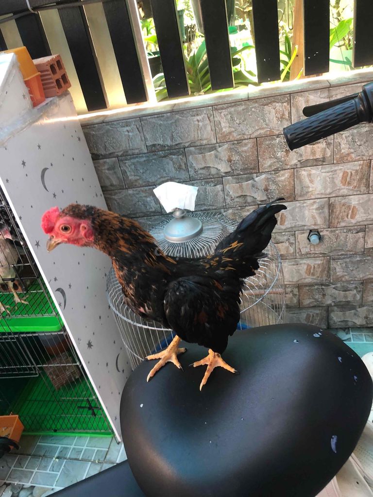 Gà Đen Nâu. Mua bán Gà tại Huyện Nhà Bè Tp Hồ Chí Minh được đăng bởi LÊ VĂN GIÀU hình 1