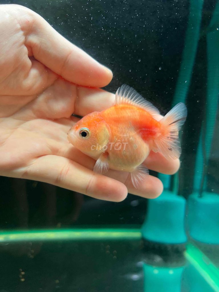 2 bé ranchu tini,oranda