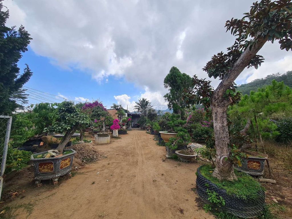 Cây cảnh Bonsai Mini đến đại. Mua bán Cây cảnh, đồ trang trí tại Huyện Đơn Dương Lâm Đồng được đăng bởi Đỗ Tấn Phùng hình 1