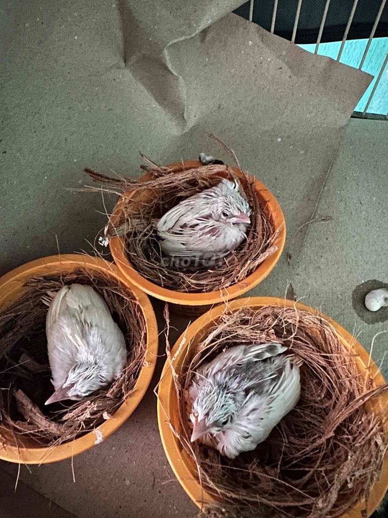 Chim Chào mào. Mua bán Chim tại Huyện Yên Định Thanh Hóa được đăng bởi Anh linh hình 1