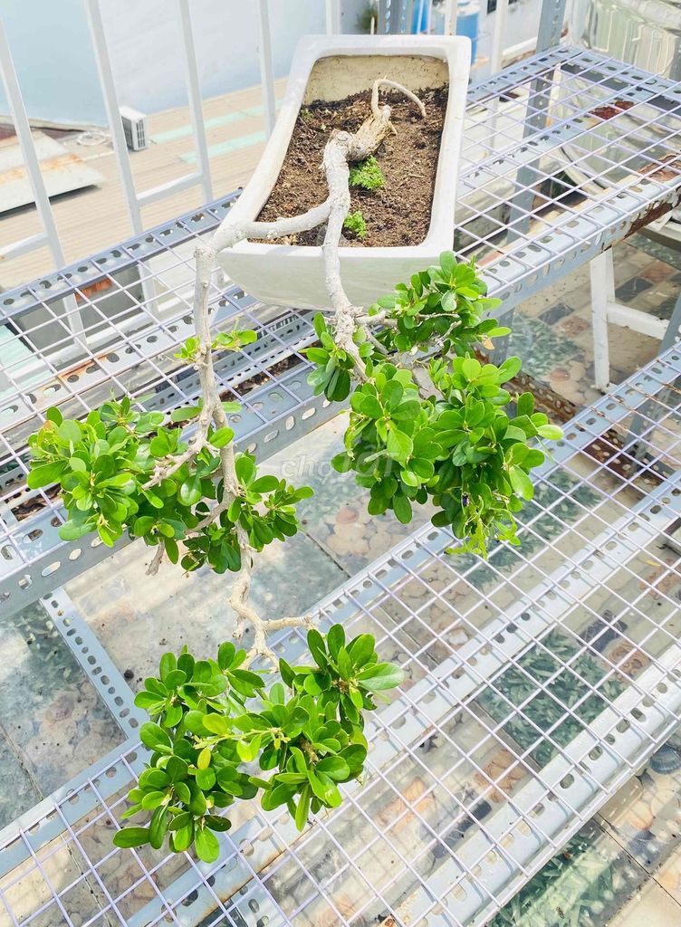 Sam Núi Bông Tím Dáng Thác Suối Chảy Tự Nhiên. Mua bán Cây cảnh, đồ trang trí tại Quận Tân Phú Tp Hồ Chí Minh được đăng bởi Nguyễn Hoàng hình 1