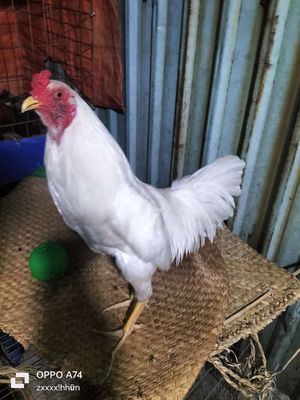 Gà nòi trắng 2.65kg gà tơ