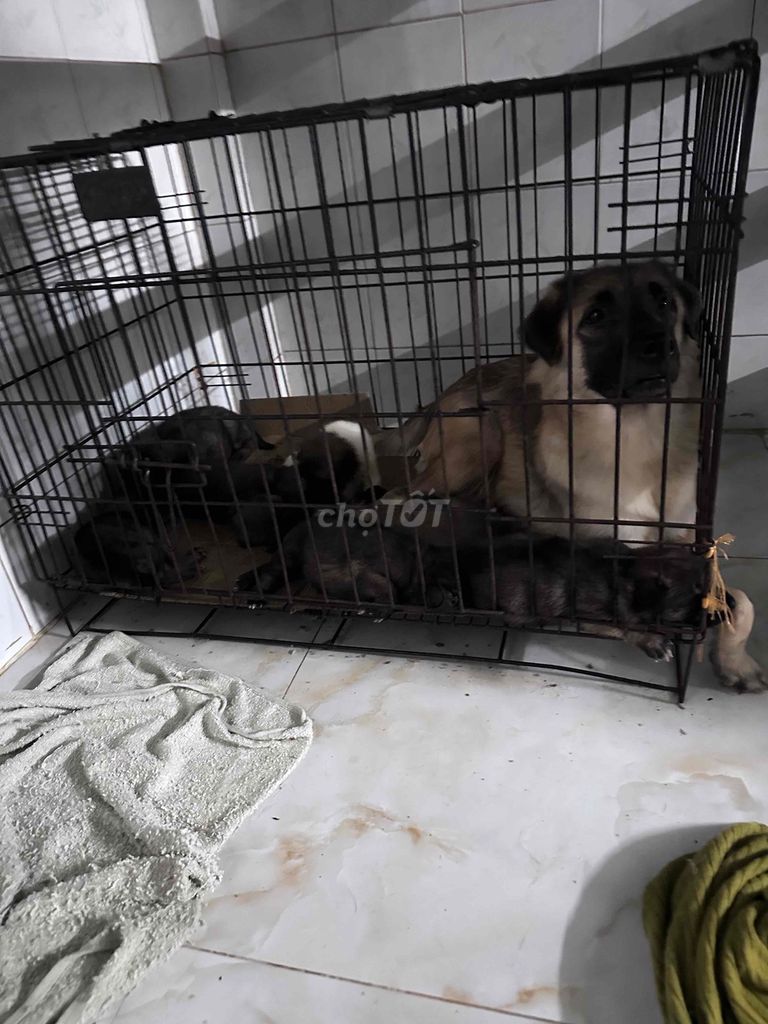 Chó con giống nhỏ trống 2 tháng đã tiêm. Mua bán Chó tại Quận 4 Tp Hồ Chí Minh được đăng bởi chip py hình 1