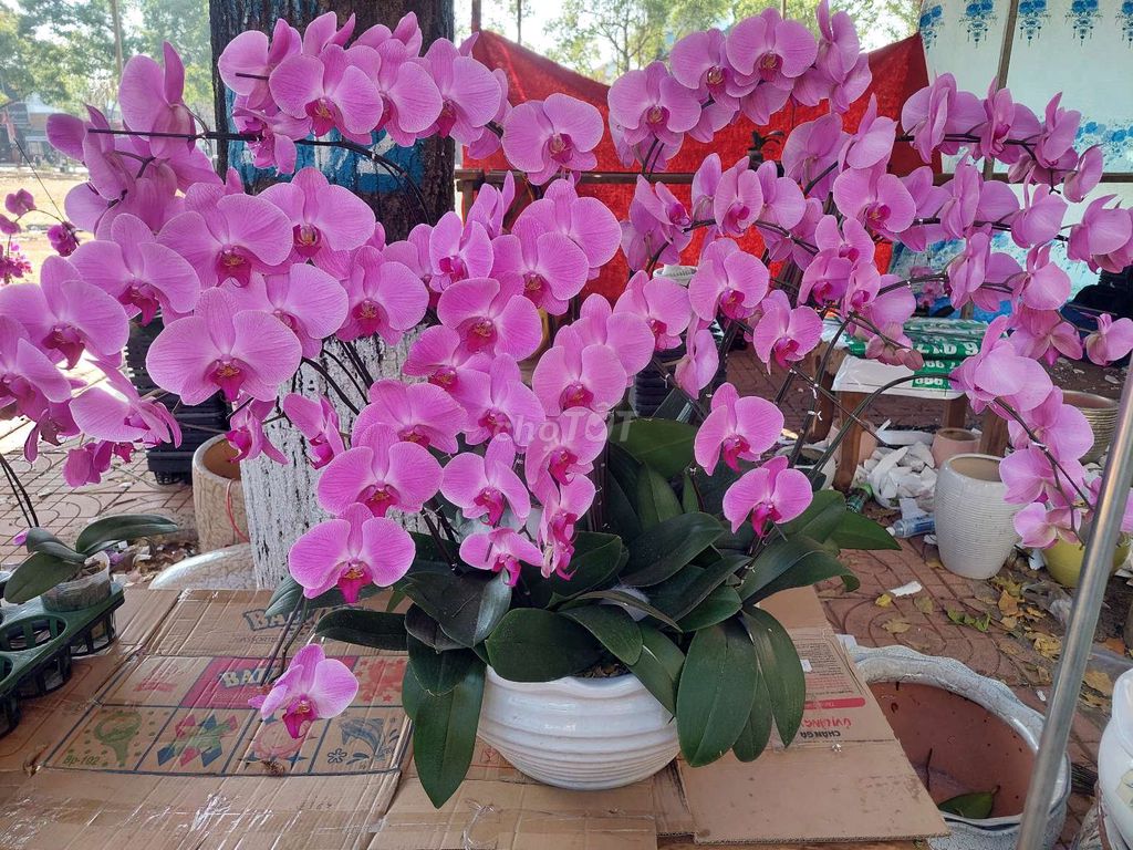 Lan Hồ Điệp Hồng chậu Gốm sứ. Mua bán Cây cảnh, đồ trang trí tại Thành phố Buôn Ma Thuột Đắk Lắk được đăng bởi dương bảo khang hình 1