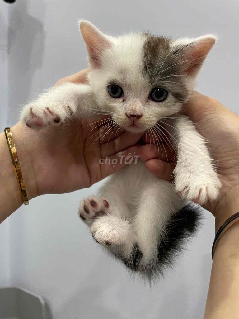 Tìm nhà yêu thương cho Mèo Anh LD x LN. Mua bán Mèo tại Quận 12 Tp Hồ Chí Minh được đăng bởi Thảo Nhi hình 1