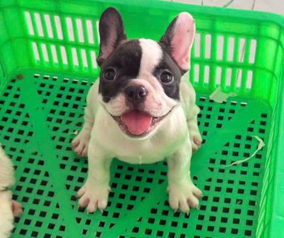 Bull pháp. Mua bán Chó tại Thị xã Bình Minh Vĩnh Long được đăng bởi Lý nguyên