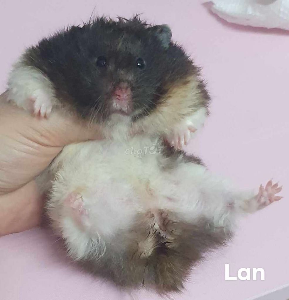 Hamster bear tạng to Thái lai Trung