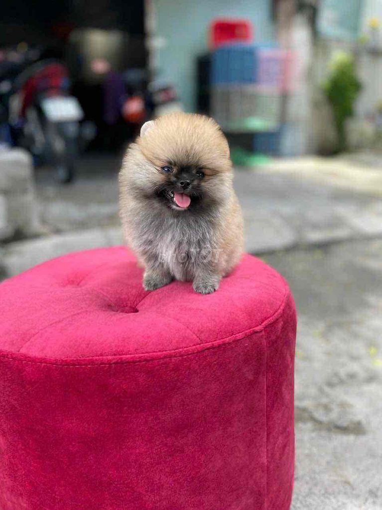 Pom Thái Xám Vàng. Mua bán Chó tại Quận Bình Tân Tp Hồ Chí Minh được đăng bởi Cậu ba bán chó hình 4