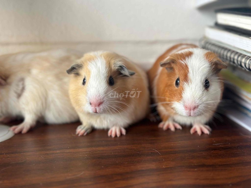 Bọ ú nhiều  399-799. Mua bán Thú cưng khác tại Quận Bắc Từ Liêm Hà Nội được đăng bởi Bọ Ú American hình 1