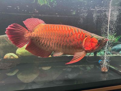 Huyết long kingshort bodi. Mua bán Thú cưng khác tại Huyện Hóc Môn Tp Hồ Chí Minh được đăng bởi Nguyên Fish