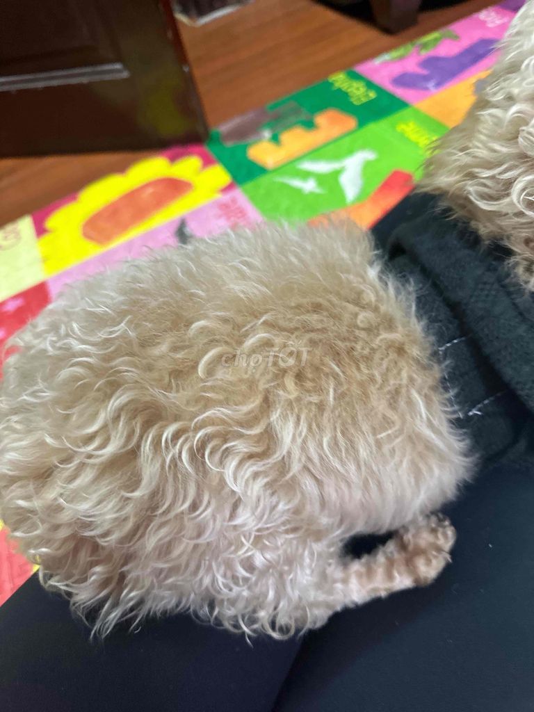 Bán chó poodle 6 tháng tuổi ngoan nhanh nhẹn