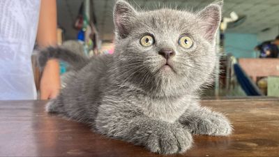 Mèo anh lông ngắn, xám, bicolor. Mua bán Mèo tại Huyện Long Hồ Vĩnh Long được đăng bởi Đặng Minh Khôi