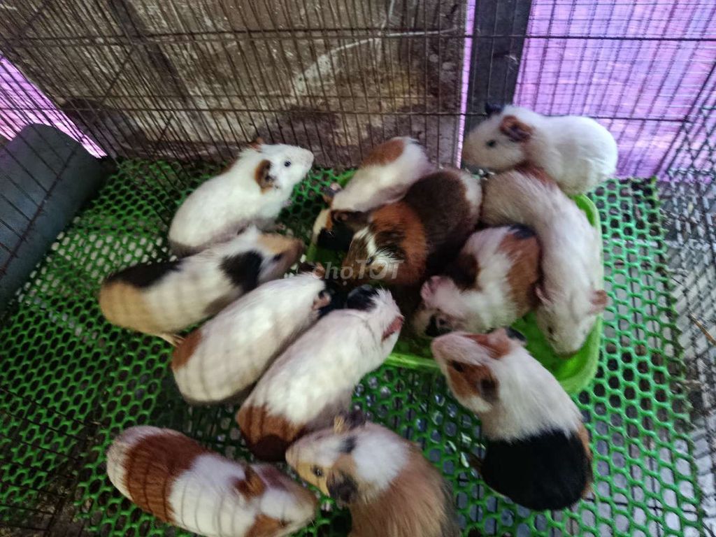 Bọ ú đa sắc hiền lành. Mua bán Thú cưng khác tại Huyện Hóc Môn Tp Hồ Chí Minh được đăng bởi Vinh Trần hình 1