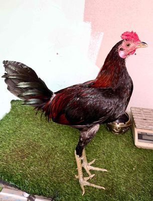Trống Mái Vip