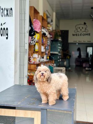 Poodle mới phối đã bầu. Mua bán Chó tại Quận Cẩm Lệ Đà Nẵng được đăng bởi Nguyễn Hữu Anh Vũ