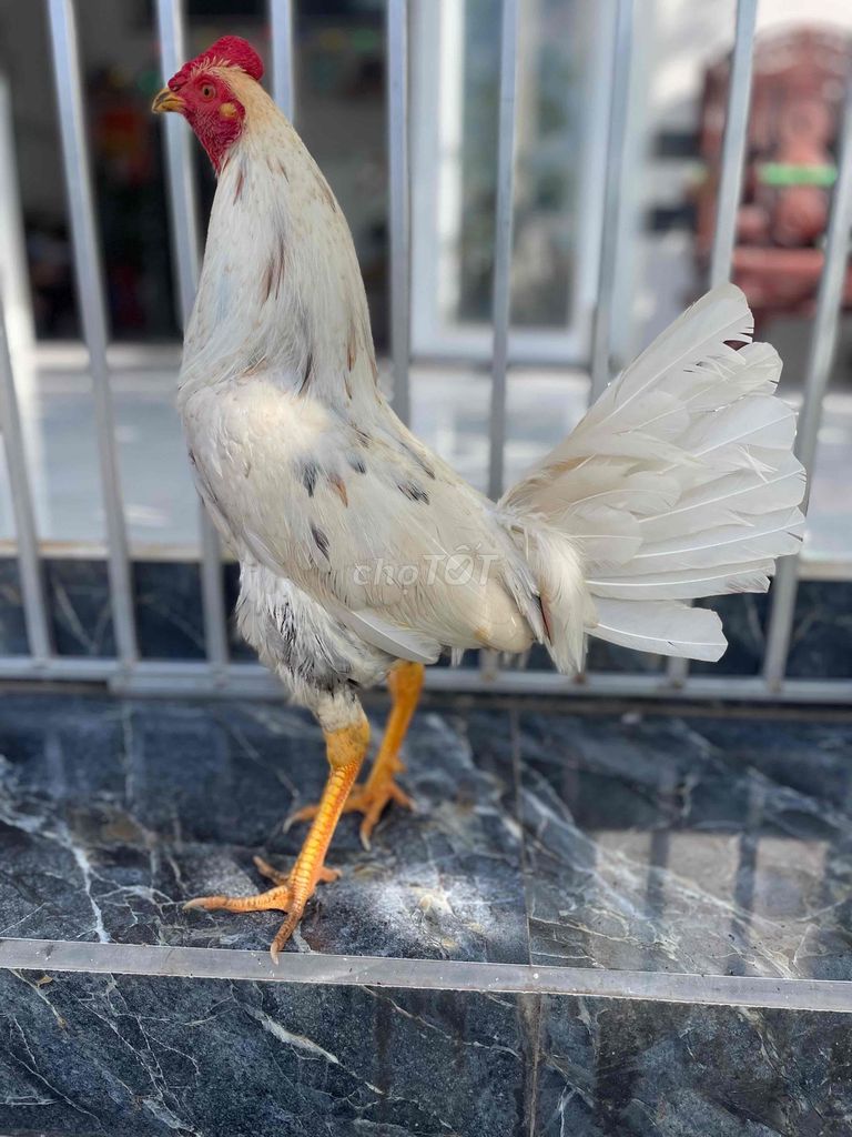 Gà chọi Cuban Mỹ 1.5kg Trắng. Mua bán Gà tại Quận Ninh Kiều Cần Thơ được đăng bởi Chuyên gà đá  hình 1