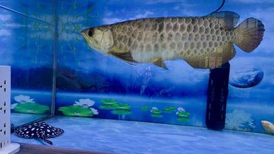 Cá Kim Long Quá Bối 50cm Khỏe mạnh