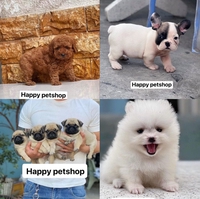 Cửa hàng happy petshop