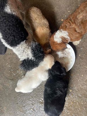 Chó Poodle con Đen, trắng, nâu