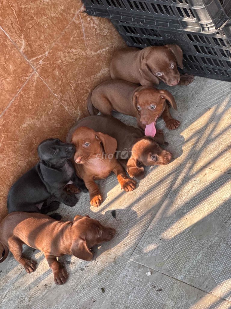 Chó lạp xưởng đã tiêm phòng. Mua bán Chó tại Quận Cẩm Lệ Đà Nẵng được đăng bởi Anh Pet Shop hình 1