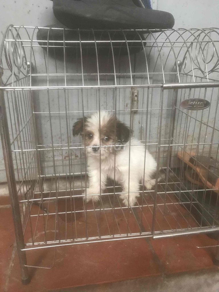 Chó Poodle tiny trắng nâu 2 tháng đã tiêm. Mua bán Chó tại Quận Nam Từ Liêm Hà Nội được đăng bởi Nguyễn đình trường hình 1