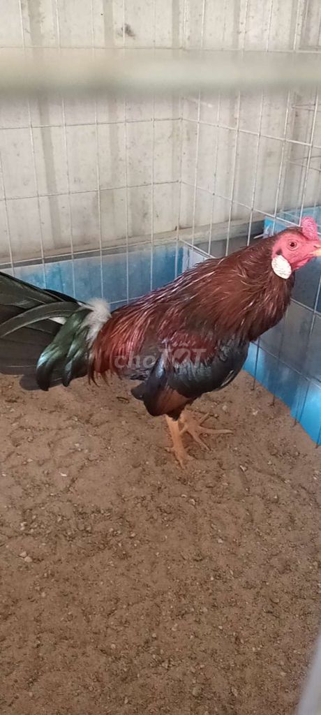 Gà tre tây ninh. Mua bán Gà tại Huyện Trảng Bàng Tây Ninh được đăng bởi Trại Dế mèn An Đước hình 1