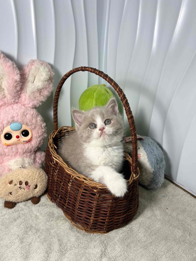 Mèo Anh lông ngắn Bililac. Mua bán Mèo tại Huyện Trảng Bom Đồng Nai được đăng bởi Đặng Xuân Lộc hình 1