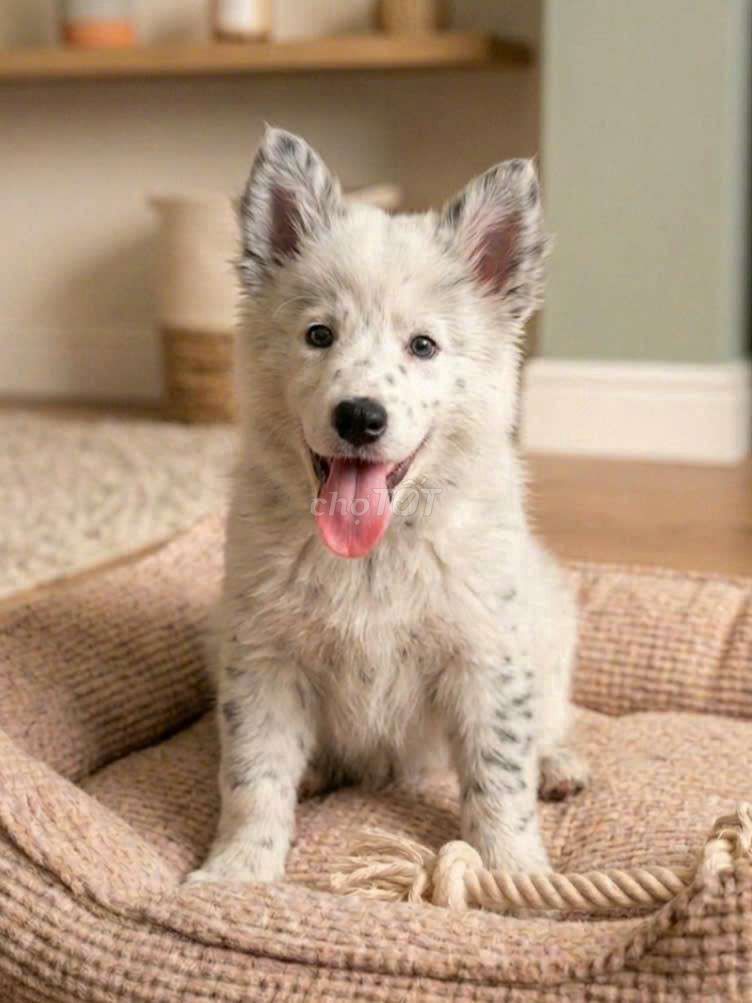 Samoyed Merle đột biến hàng vip đã tiêm ngừa. Mua bán Chó tại Quận Tân Bình Tp Hồ Chí Minh được đăng bởi Linh Lan hình 1