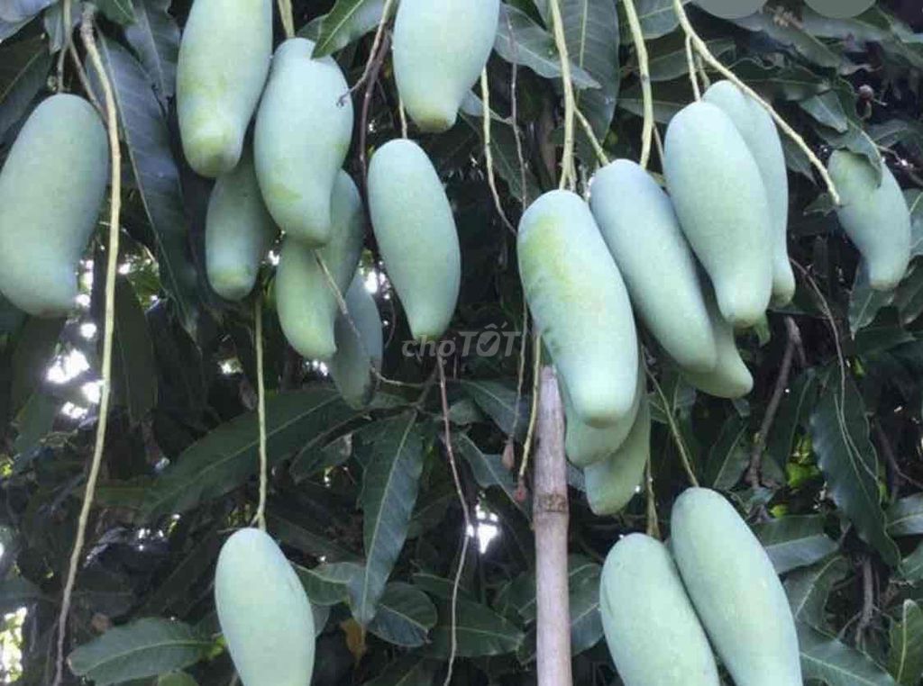 Cây giống Xoài Thái. Mua bán Cây cảnh, đồ trang trí tại Huyện Cái Bè Tiền Giang được đăng bởi Võ Minh Luân hình 1
