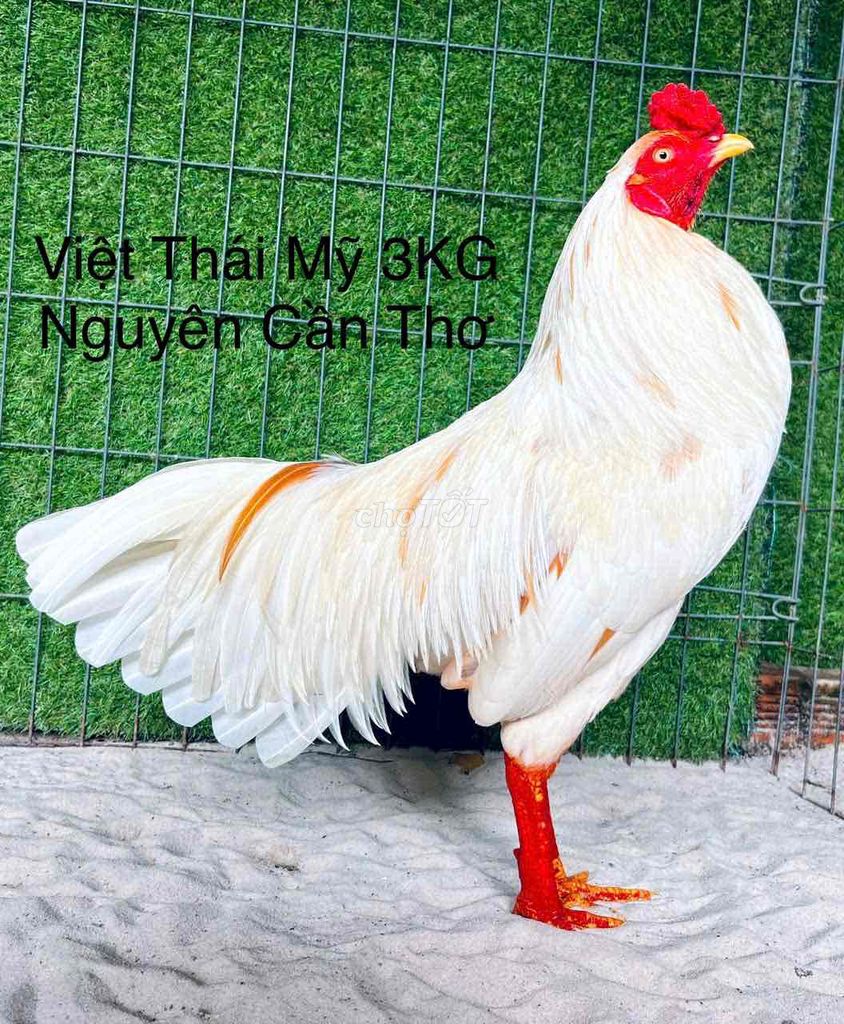 Bướm Xinh Thái Mỹ Việt 3KG Tay Cối