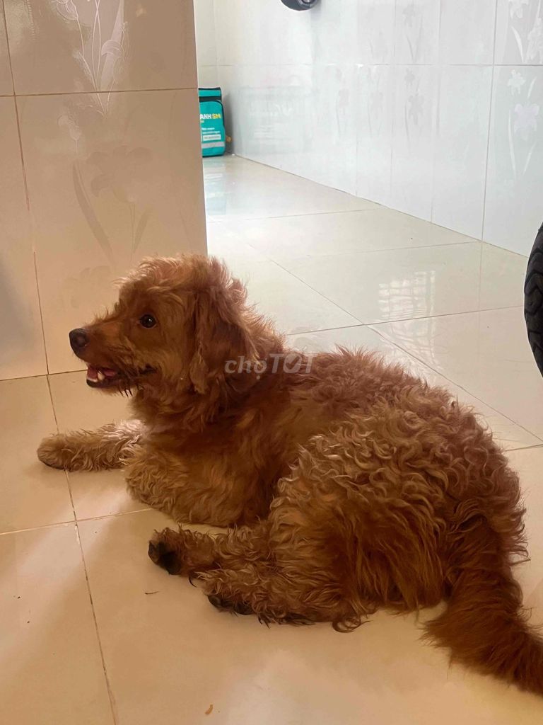 Chó Poodle lai Golden 6 tháng. Mua bán Chó tại Thành phố Thủ Đức Tp Hồ Chí Minh được đăng bởi Pho hình 1