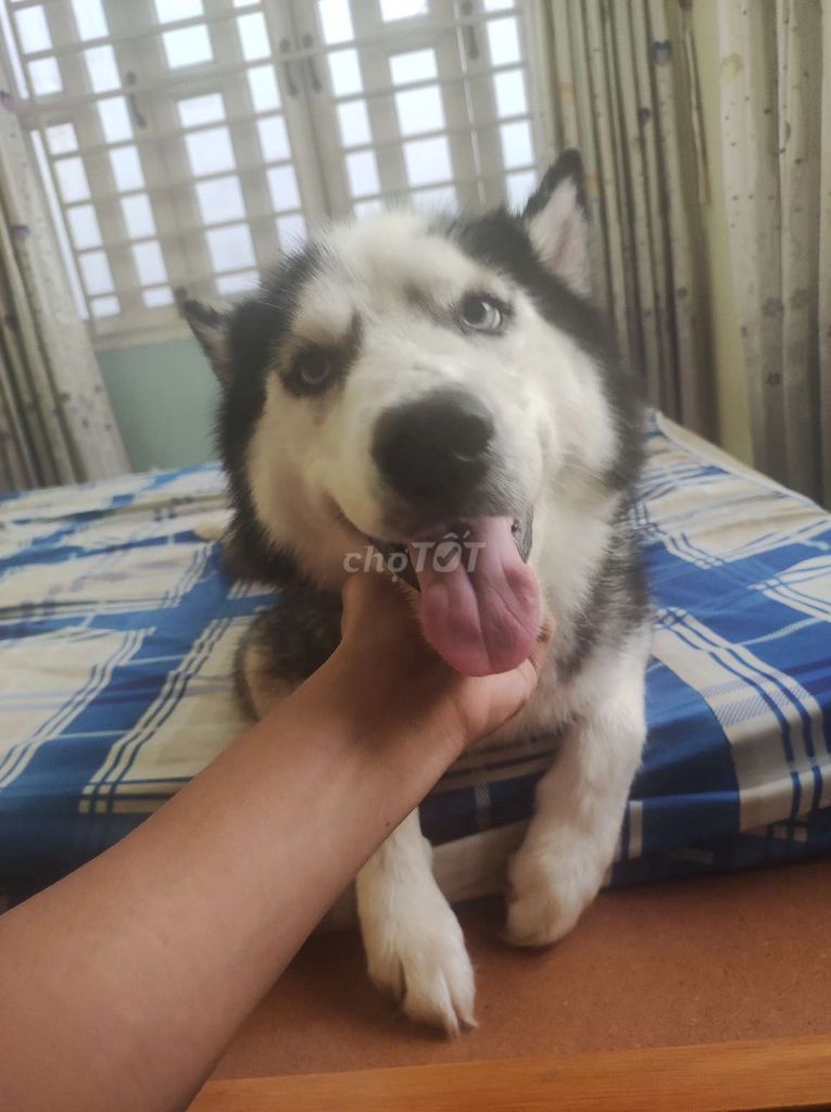 Chó Husky cái gần 3 năm. Mua bán Chó tại Thành phố Thủ Đức Tp Hồ Chí Minh được đăng bởi Nhật Nguyễn hình 1