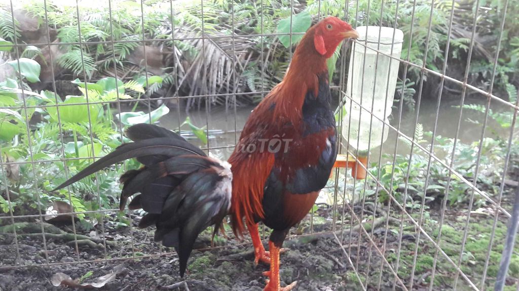 Tre 1,540g. Mua bán Gà tại Huyện Long Hồ Vĩnh Long được đăng bởi BA KHOA hình 1