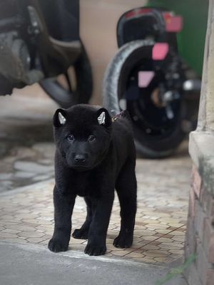 Chó Mông Cộc Đực Đen Tuyền + Lưỡi Đốm Chuẩn Giống