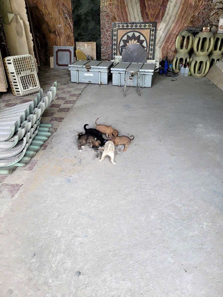 Chó con đã biết ăn cơm tamgwj không lấy tiền. Mua bán Chó tại Huyện Bình Chánh Tp Hồ Chí Minh được đăng bởi Tiêu Thùy hình 1